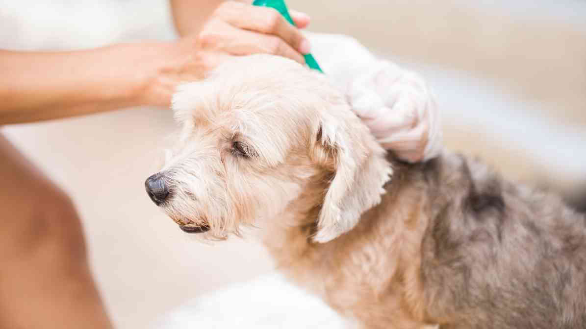 6 Dangerous Types of Diseases Rats and Mice Spread - Flea Product | Innovative Pest Sdn Bhd 6 Dangerous Types of Diseases Rats and Mice Spread - Flea Product