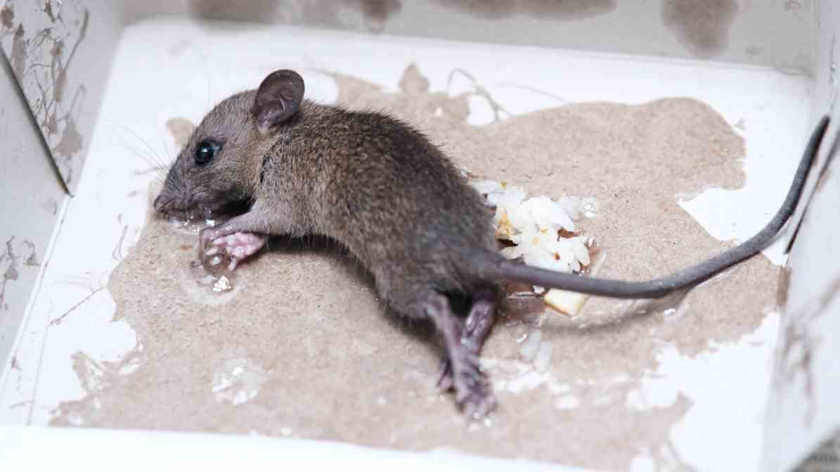 6 Dangerous Types of Diseases Rats and Mice Spread - Glue Board | Innovative Pest Sdn Bhd 6 Dangerous Types of Diseases Rats and Mice Spread - Glue Board