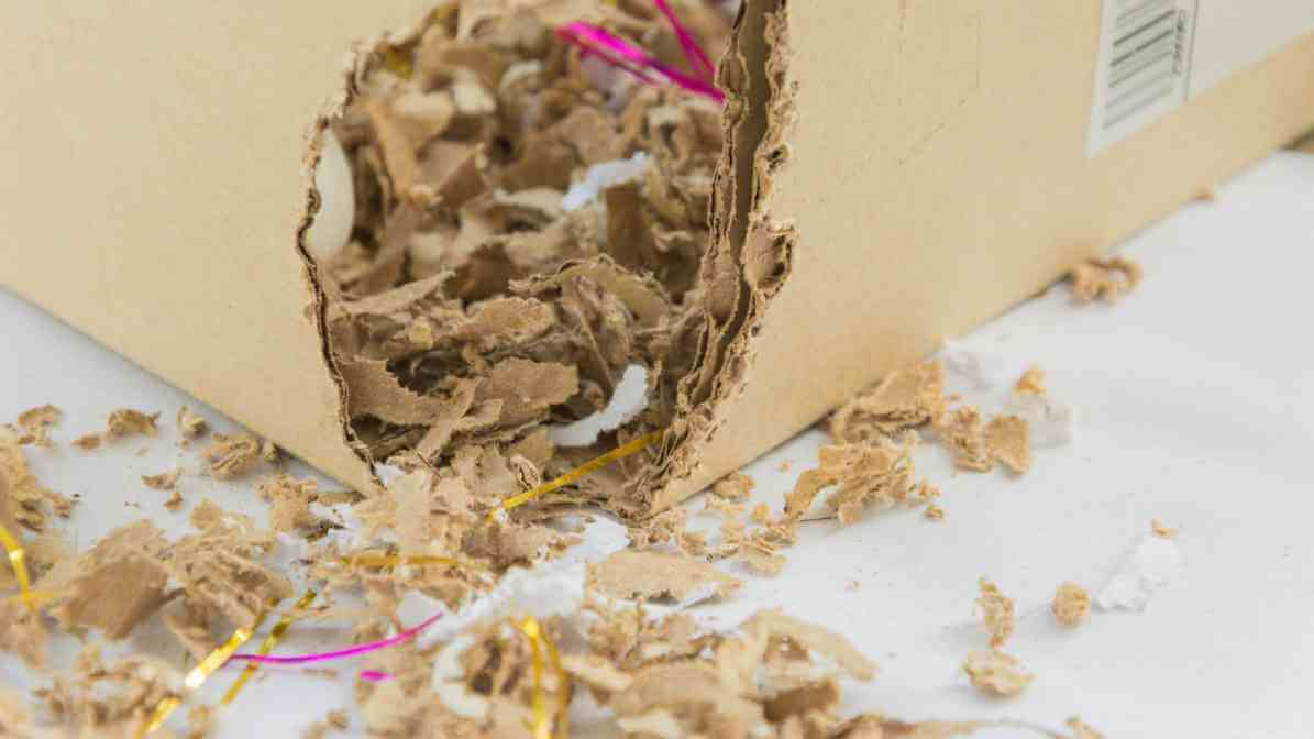 6 Dangerous Types of Diseases Rats and Mice Spread - Gnaw Marks