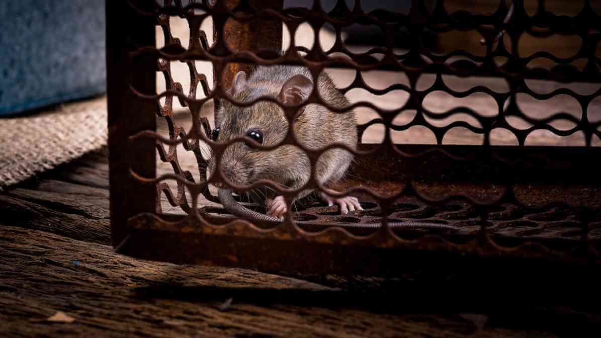 6 Dangerous Types of Diseases Rats and Mice Spread - Rat Cage | Innovative Pest Sdn Bhd 6 Dangerous Types of Diseases Rats and Mice Spread - Rat Cage