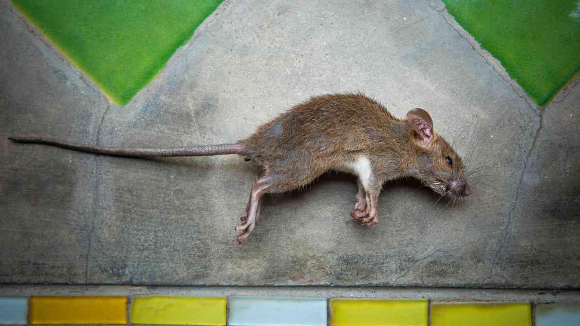 6 Dangerous Types of Diseases Rats and Mice Spread - Rat Carcass | Innovative Pest Sdn Bhd 6 Dangerous Types of Diseases Rats and Mice Spread - Rat Carcass