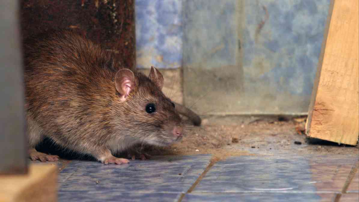 6 Dangerous Types of Diseases Rats and Mice Spread - Rat Sighting | Innovative Pest Sdn Bhd 6 Dangerous Types of Diseases Rats and Mice Spread - Rat Sighting