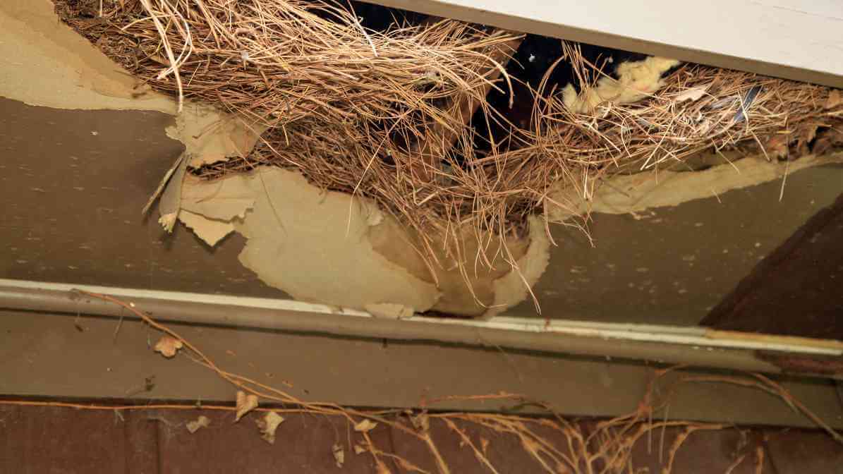 6 Dangerous Types of Diseases Rats and Mice Spread - Rats Nest