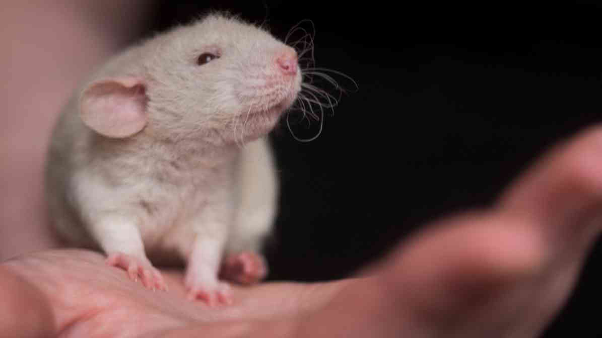 6 Dangerous Types of Diseases Rats and Mice Spread - Use Gloves | Innovative Pest Sdn Bhd 6 Dangerous Types of Diseases Rats and Mice Spread - Use Gloves