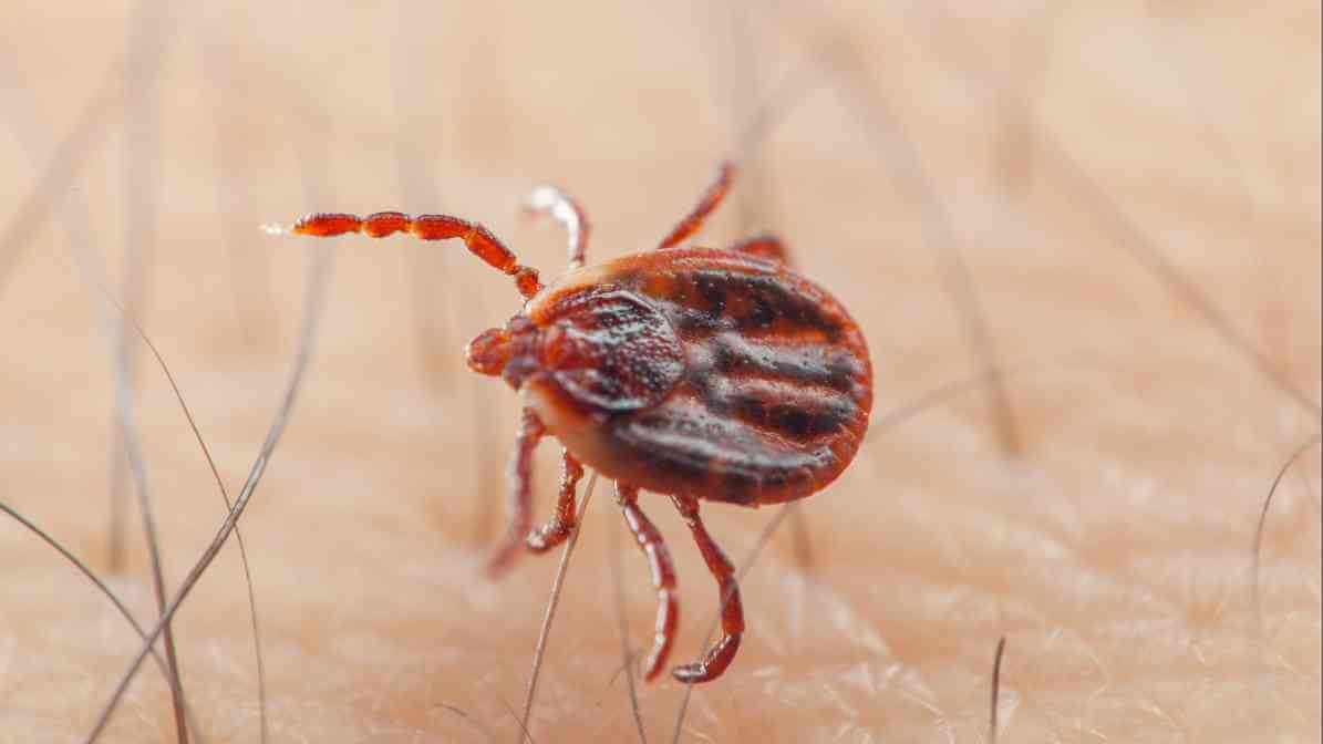 All About Ticks On Humans And Tick Removal - Dog Tick1