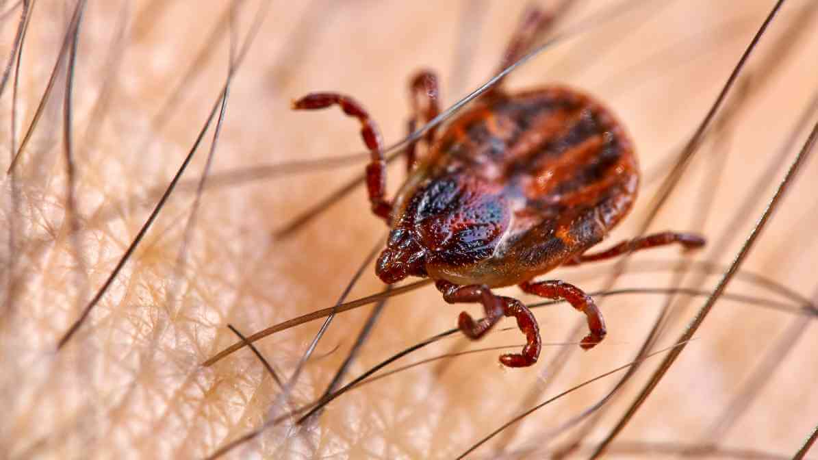 All About Ticks On Humans And Tick Removal - Dog Tick2
