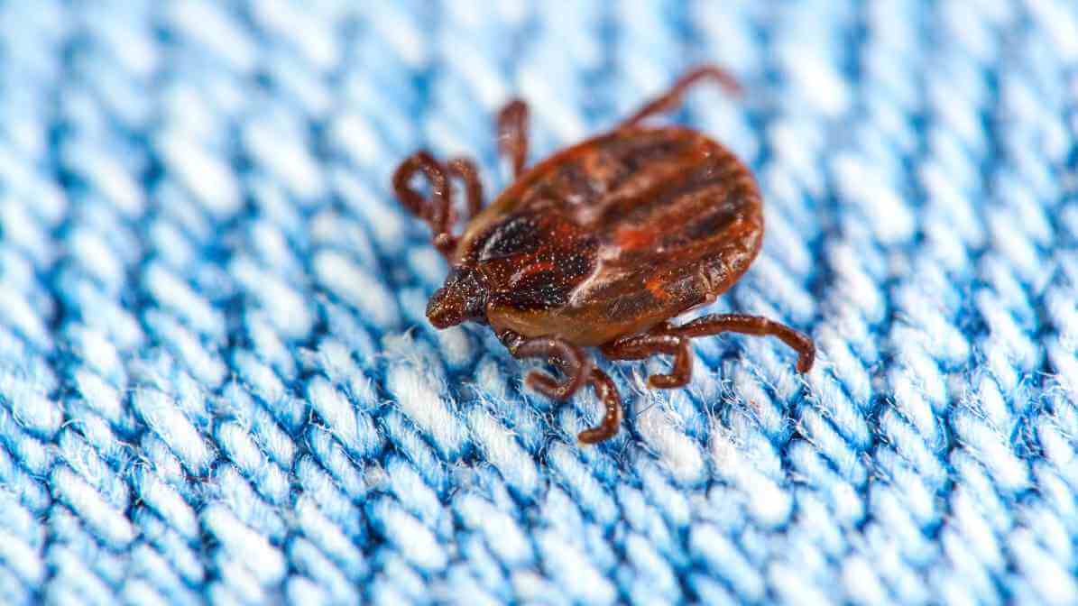 All About Ticks On Humans And Tick Removal - Dog Tick3
