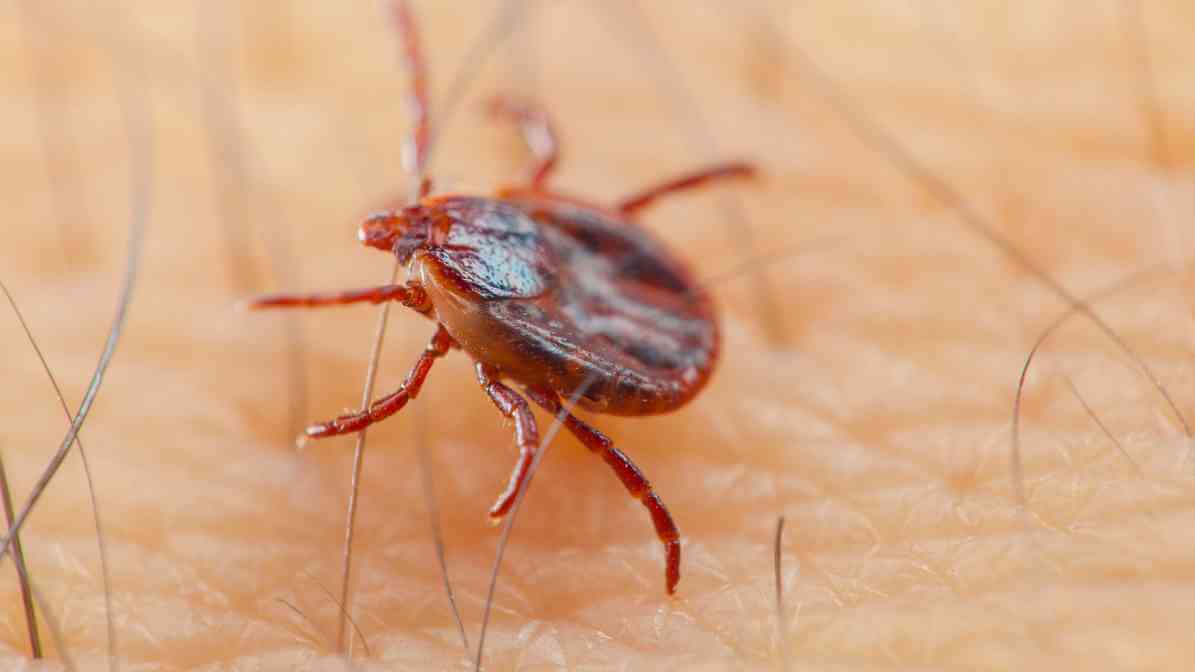 All About Ticks On Humans And Tick Removal - Dog Tick4
