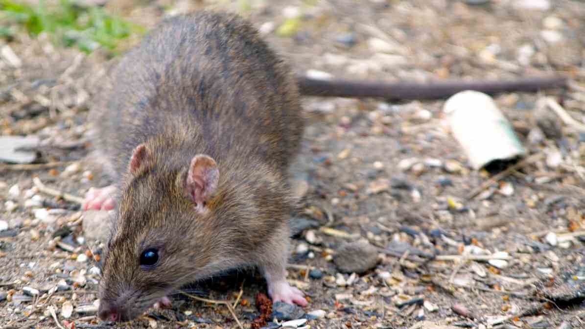 Common Types of Rat Species - Brown Rat (Rattus norvegicus)