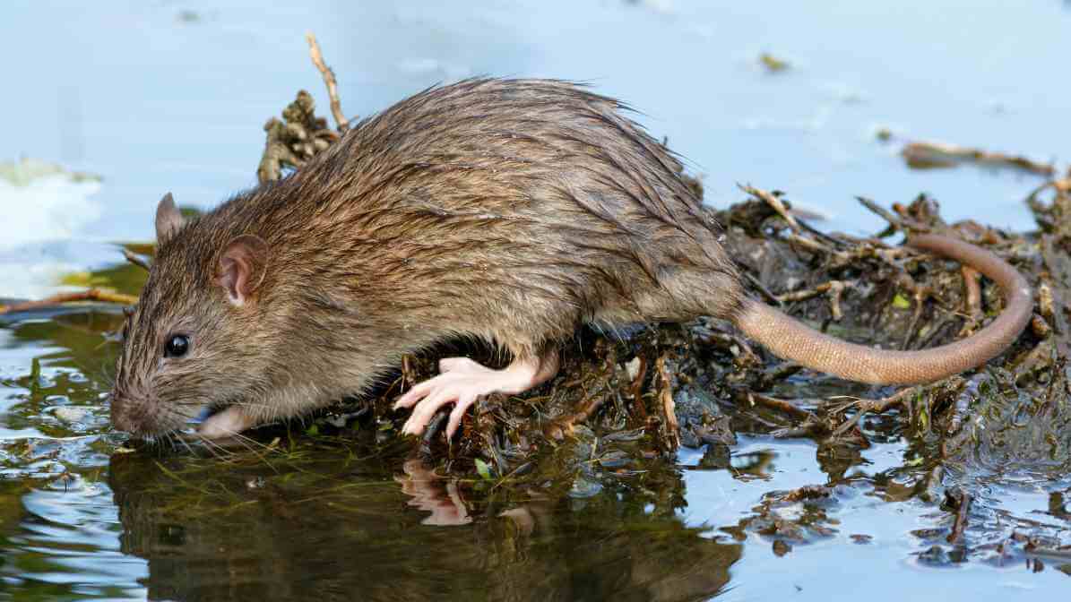 Common Types of Rat Species - Malaysian Wood Rat (Rattus tiomanicus)
