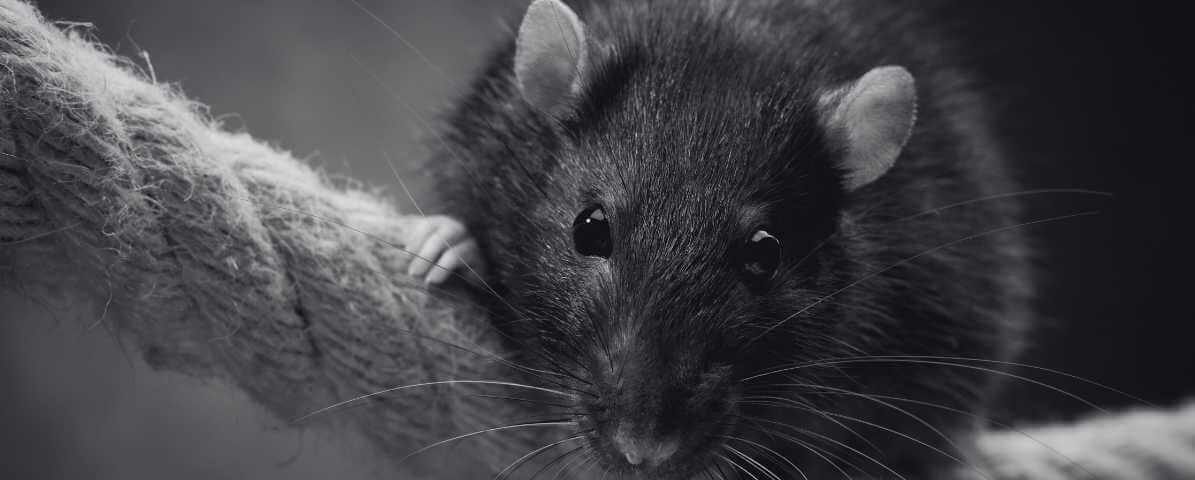 Common Types of Rat Species in Malaysia