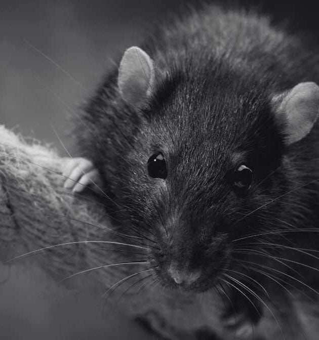 Common Types of Rat Species in Malaysia