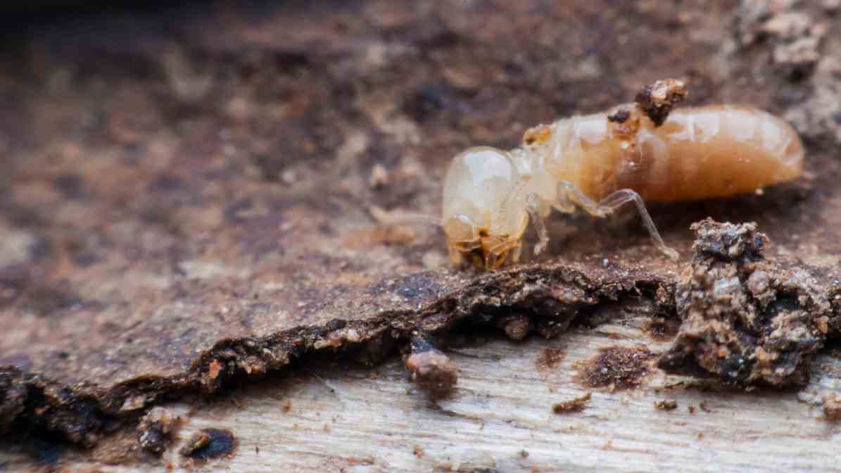 Common Types of Termites Species in - Dampwood Termite Species in Malaysia | Innovative Pest Sdn Bhd Common Types of Termites Species in - Dampwood Termite Species in Malaysia