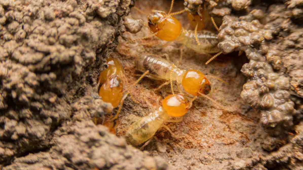 Common Types of Termites Species in - Dampwood Termite Species | Innovative Pest Sdn Bhd Common Types of Termites Species in - Dampwood Termite Species