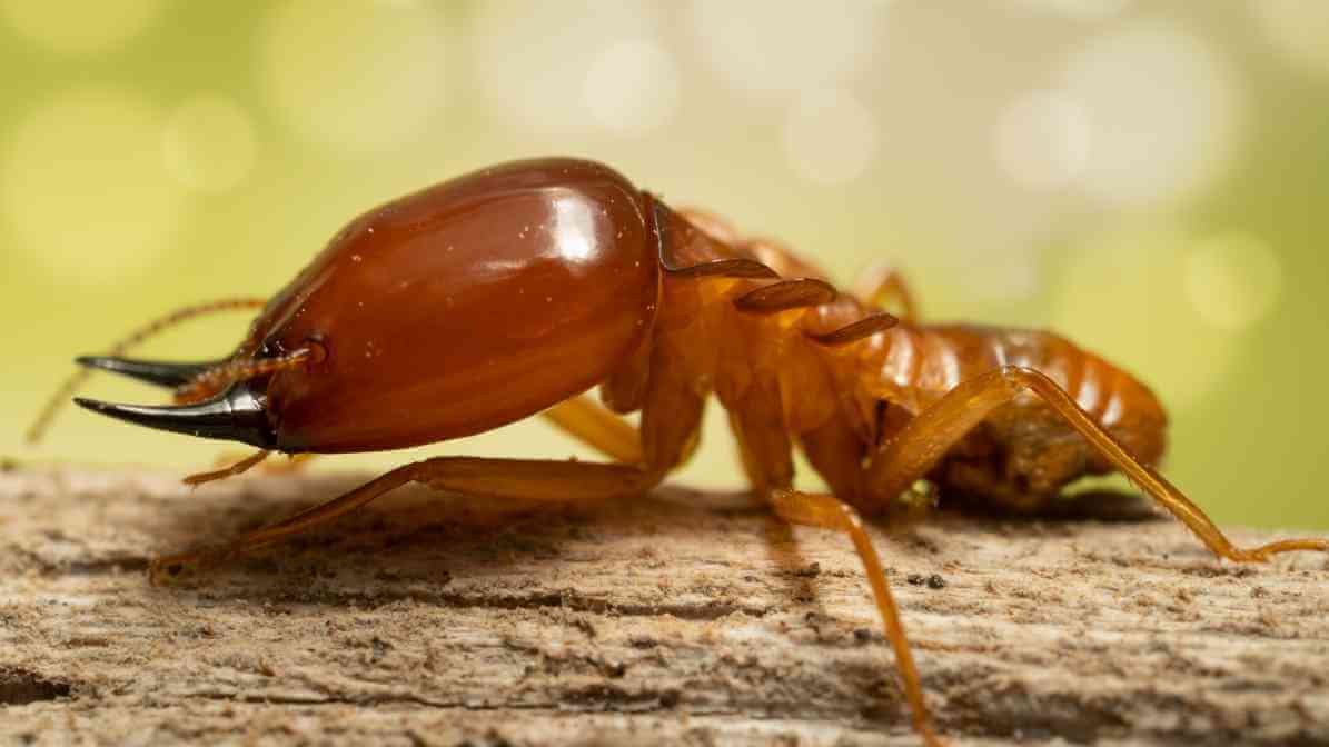 Common Types of Termites Species in - Drywood Termite | Innovative Pest Sdn Bhd Common Types of Termites Species in - Drywood Termite