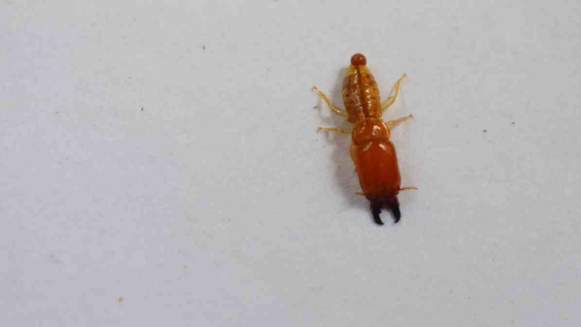 Common Types of Termites Species in - Drywoord Termite Species | Innovative Pest Sdn Bhd Common Types of Termites Species in - Drywoord Termite Species