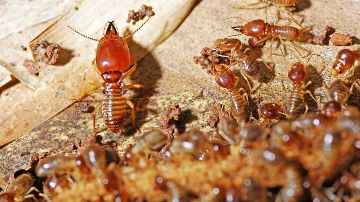 Common Types of Termites Species in - Drywoord Termites | Innovative Pest Sdn Bhd Common Types of Termites Species in - Drywoord Termites