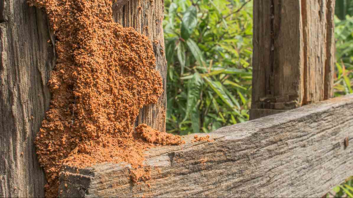 Common Types of Termites Species in - Mud Tubes | Innovative Pest Sdn Bhd Common Types of Termites Species in - Mud Tubes