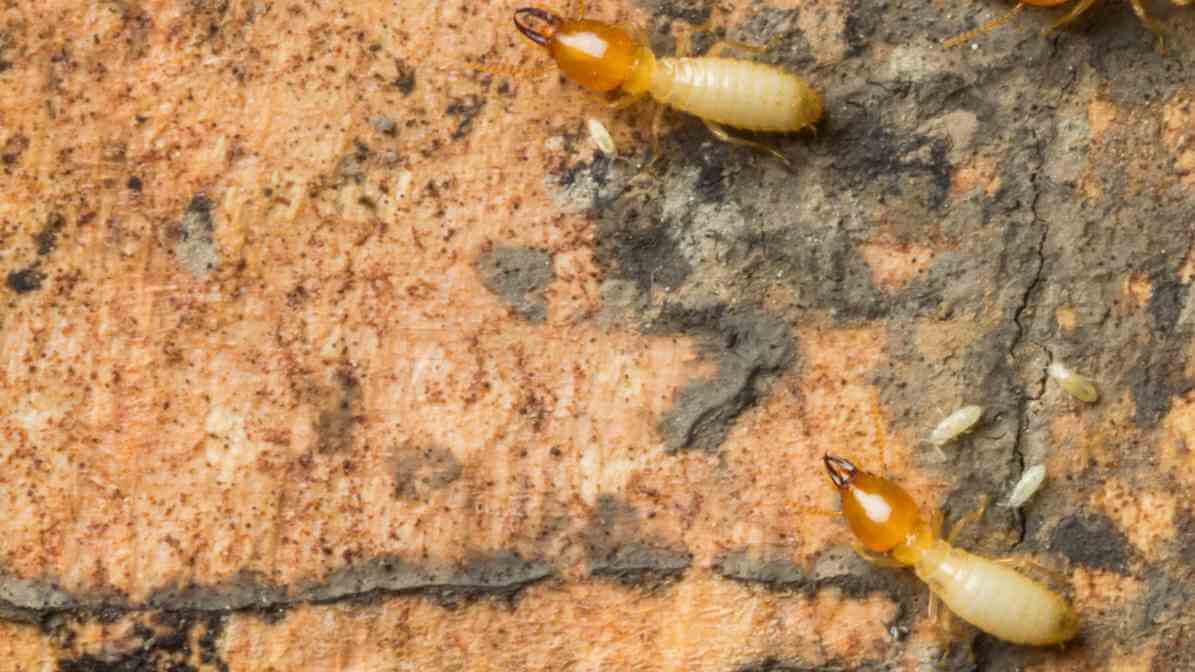 Common Types of Termites Species in - Subterranean Termite | Innovative Pest Sdn Bhd Common Types of Termites Species in - Subterranean Termite