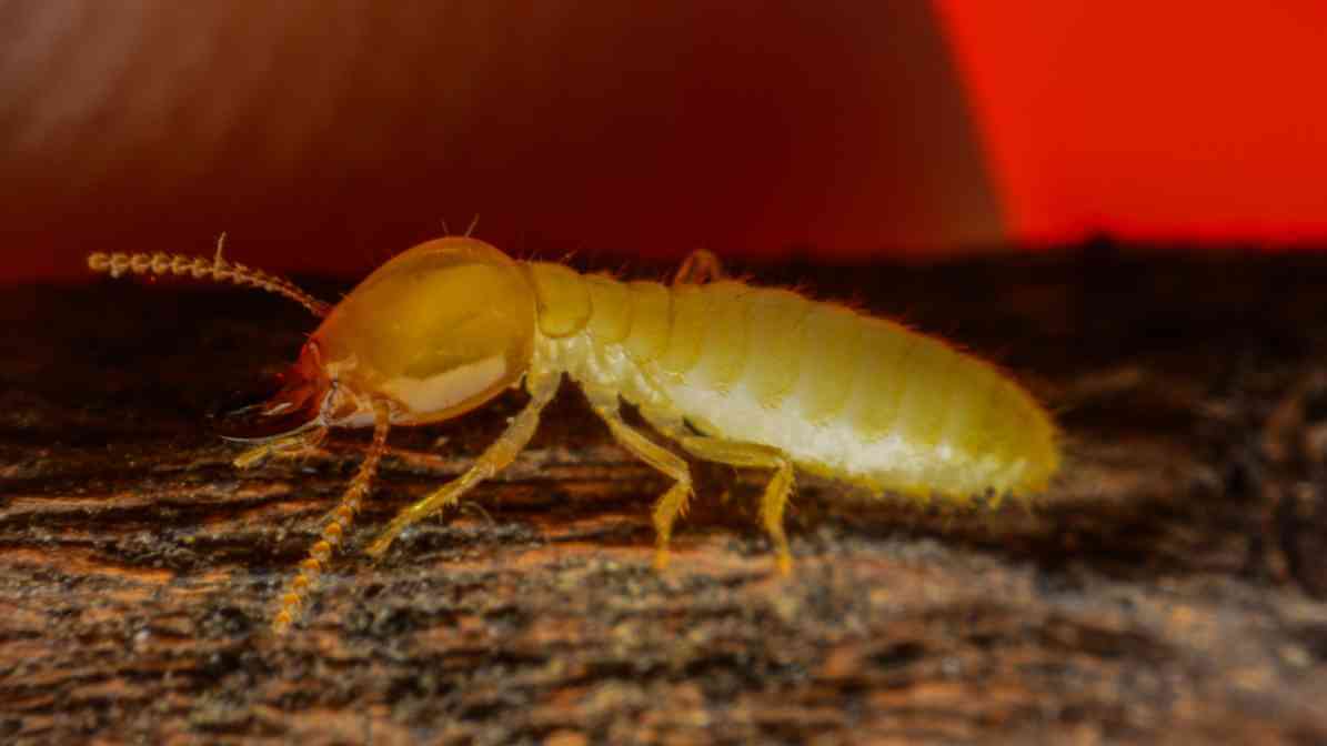 Common Types of Termites Species in | Innovative Pest Sdn Bhd Common Types of Termites Species in