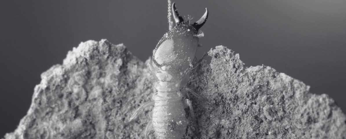 Exploring the Termite Life Cycle | Innovative Pest Sdn Bhd Exploring the Termite Life Cycle