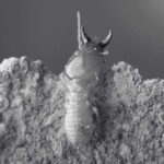 Exploring the Termite Life Cycle | Innovative Pest Sdn Bhd Exploring the Termite Life Cycle