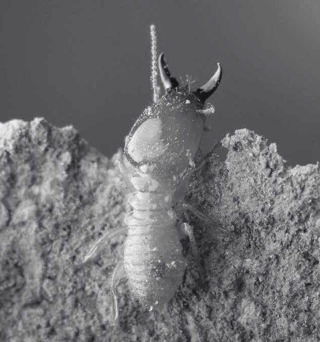 Exploring the Termite Life Cycle