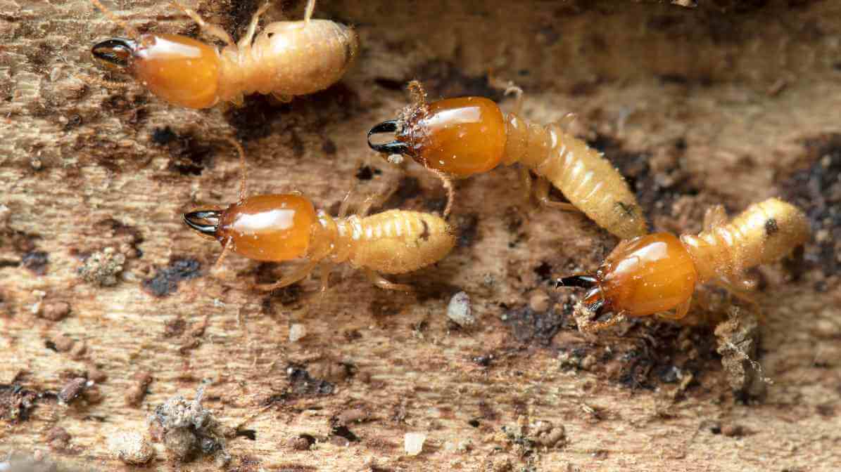 Exploring the Termite Life Cycle - Termite Soldier - Effective Termite Control in Kuala Lumpur | Innovative Pest Sdn Bhd Exploring the Termite Life Cycle - Termite Soldier - Effective Termite Control in Kuala Lumpur