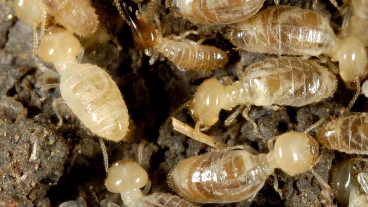 Exploring the Termite Life Cycle - Worker Termite | Innovative Pest Sdn Bhd Exploring the Termite Life Cycle - Worker Termite