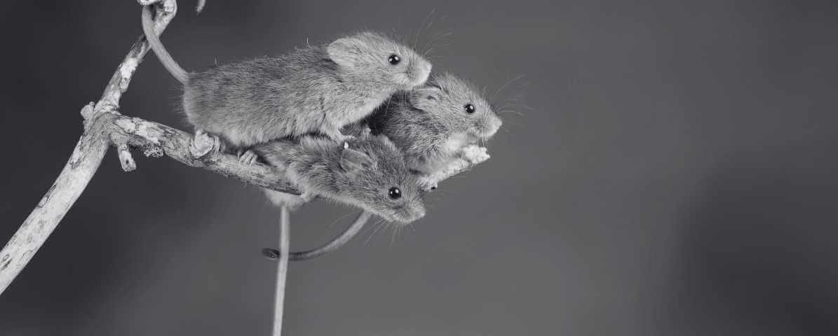 How to Identify Common Rodents - Mice vs. Rats