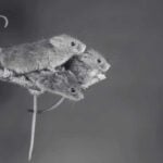 How to Identify Common Rodents - Mice vs. Rats | Innovative Pest Sdn Bhd How to Identify Common Rodents - Mice vs. Rats
