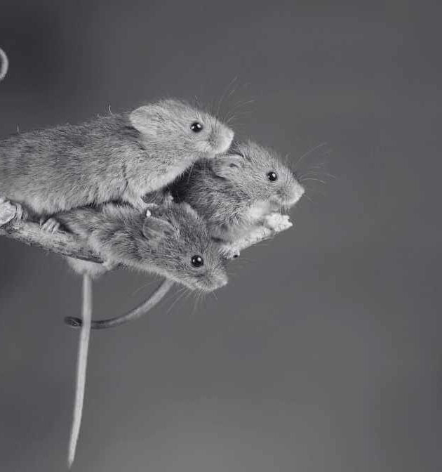 How to Identify Common Rodents - Mice vs. Rats