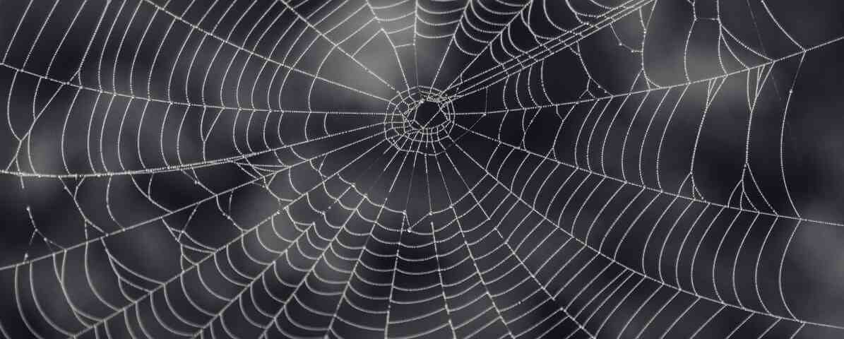 How to Identify and Manage Common Spider Species in Malaysia | Innovative Pest Sdn Bhd How to Identify and Manage Common Spider Species in Malaysia