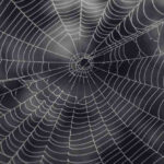 How to Identify and Manage Common Spider Species in Malaysia | Innovative Pest Sdn Bhd How to Identify and Manage Common Spider Species in Malaysia