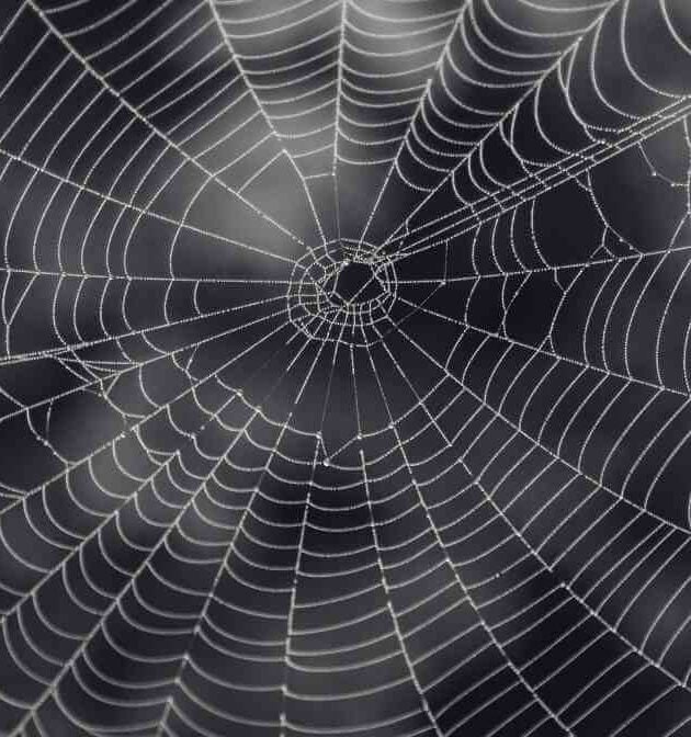 How to Identify and Manage Common Spider Species in Malaysia