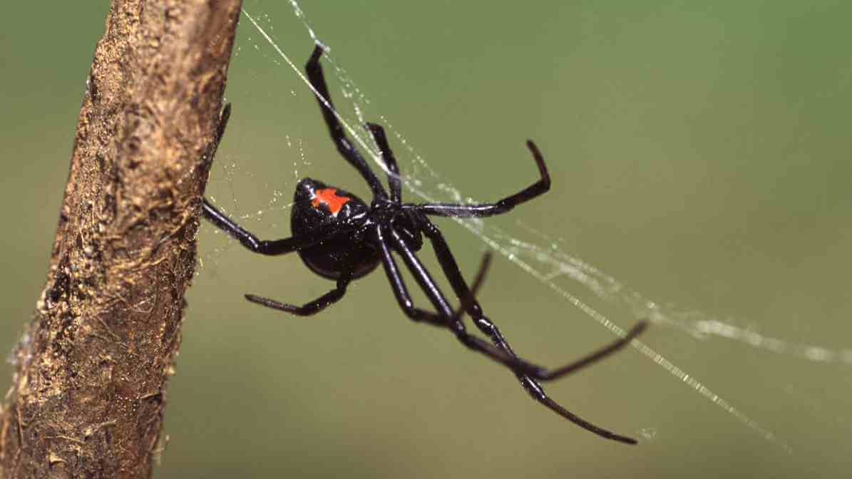 Identifying Common Spider Species in Malaysia - Black Widow | Innovative Pest Sdn Bhd Identifying Common Spider Species in Malaysia - Black Widow