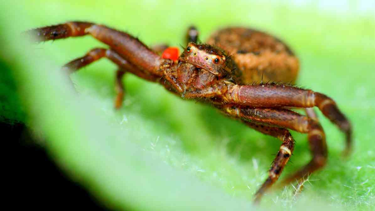 Identifying Common Spider Species in Malaysia - Crab Spider | Innovative Pest Sdn Bhd Identifying Common Spider Species in Malaysia - Crab Spider