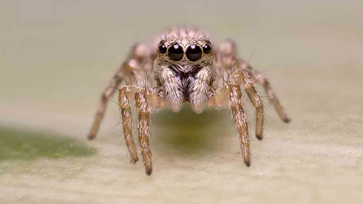 Identifying Common Spider Species in Malaysia - Jumping Spider | Innovative Pest Sdn Bhd Identifying Common Spider Species in Malaysia - Jumping Spider