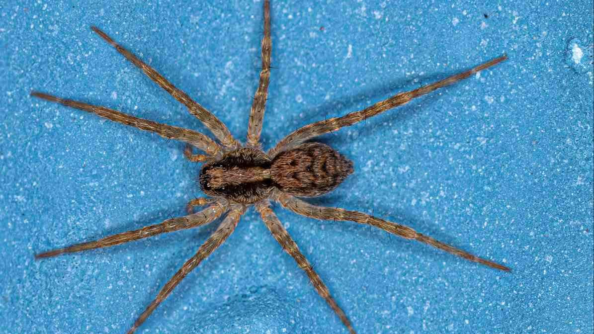 Identifying Common Spider Species in Malaysia - Wolf Spider | Innovative Pest Sdn Bhd Identifying Common Spider Species in Malaysia - Wolf Spider