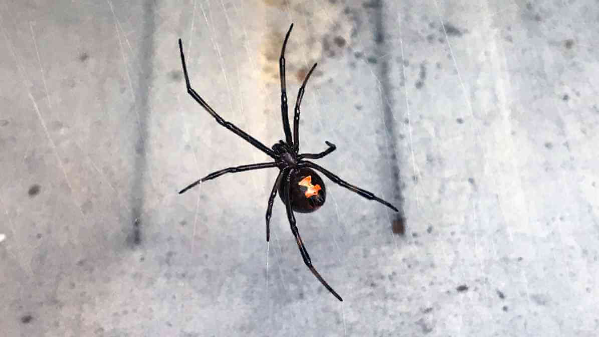 Identifying Spider Bites, Symptoms and Treatment - Recluse Spiders - Black Widow | Innovative Pest Sdn Bhd Identifying Spider Bites, Symptoms and Treatment - Recluse Spiders - Black Widow