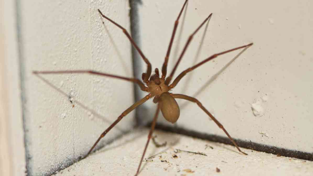 Identifying Spider Bites, Symptoms and Treatment - Recluse Spiders | Innovative Pest Sdn Bhd Identifying Spider Bites, Symptoms and Treatment - Recluse Spiders