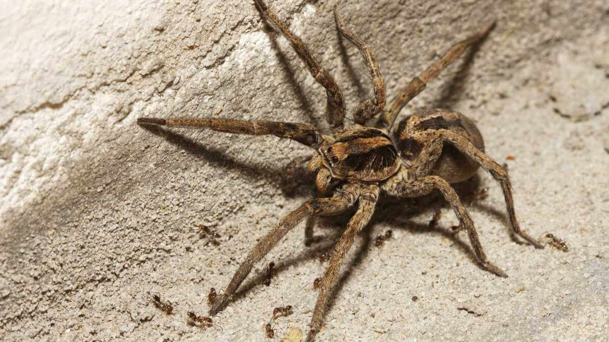 Identifying Spider Bites, Symptoms and Treatment - Wolf Spider | Innovative Pest Sdn Bhd Identifying Spider Bites, Symptoms and Treatment - Wolf Spider