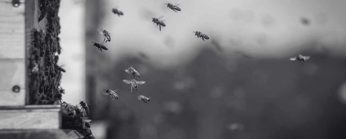 Jenis Jenis Lebah Di Malaysia