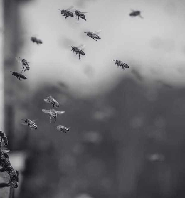 Jenis Jenis Lebah Di Malaysia