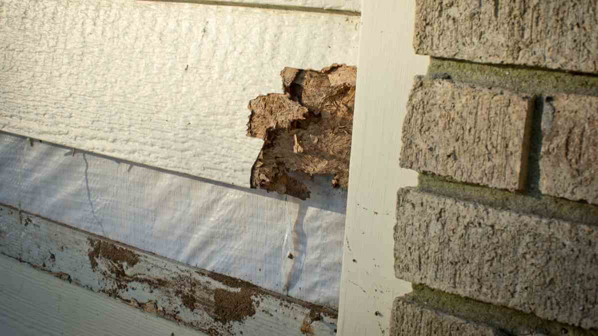 Kill The Termite Colony, Target The Termite Queen - Termite Damage | Innovative Pest Sdn Bhd Kill The Termite Colony, Target The Termite Queen - Termite Damage