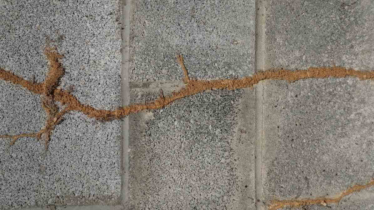 Kill The Termite Colony, Target The Termite Queen - Termite Mud Tube | Innovative Pest Sdn Bhd Kill The Termite Colony, Target The Termite Queen - Termite Mud Tube