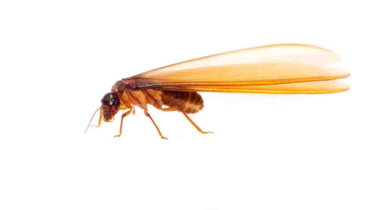 Kill The Termite Colony, Target The Termite Queen - Termite Swarmer | Innovative Pest Sdn Bhd Kill The Termite Colony, Target The Termite Queen - Termite Swarmer