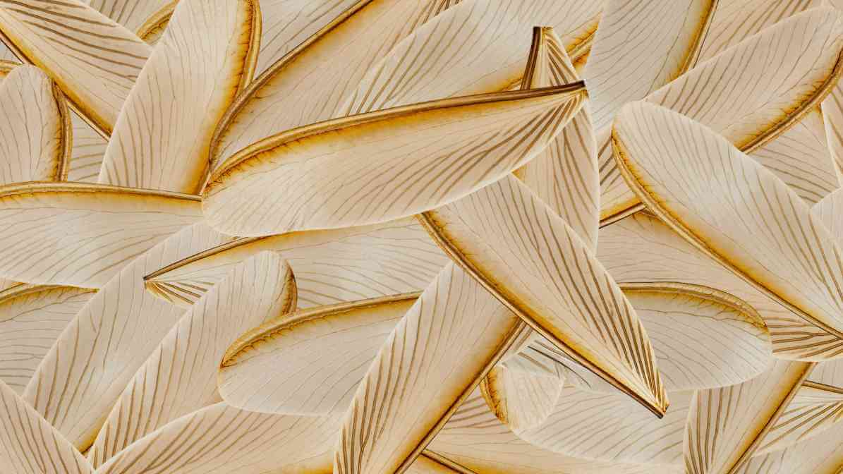 Kill The Termite Colony, Target The Termite Queen - Termite Wings | Innovative Pest Sdn Bhd Kill The Termite Colony, Target The Termite Queen - Termite Wings