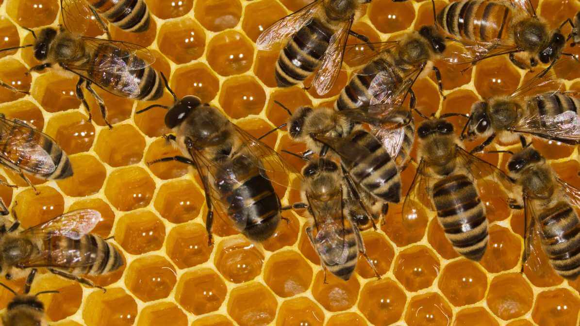 Asian Honey Bee Apis Cerana in Malaysia bee farm