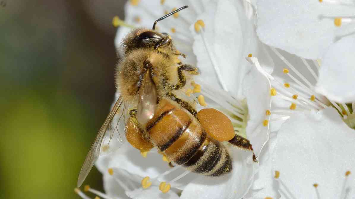European honey bee Apis mellifera used in managed bee farms Malaysia